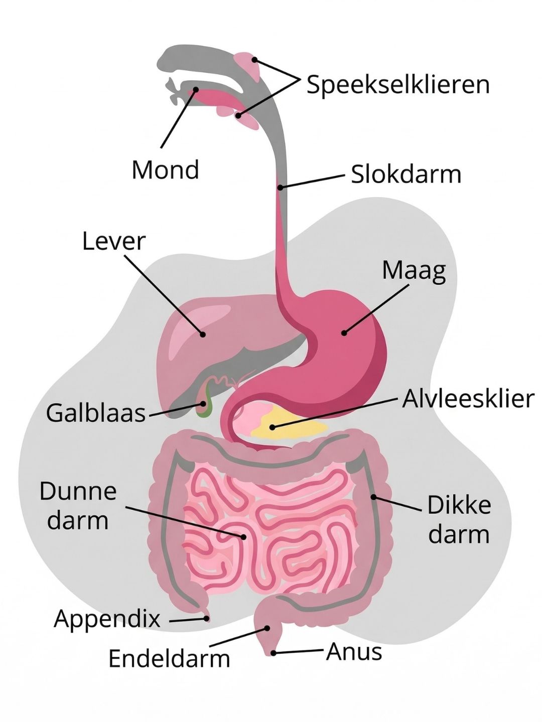 Een educatieve illustratie van het menselijk spijsverteringsstelsel