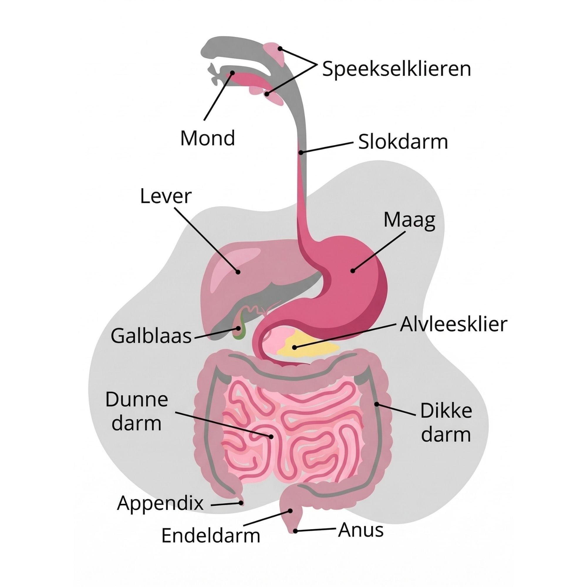 Anatomie spijsvertering en darmklachten behandelen Groningen