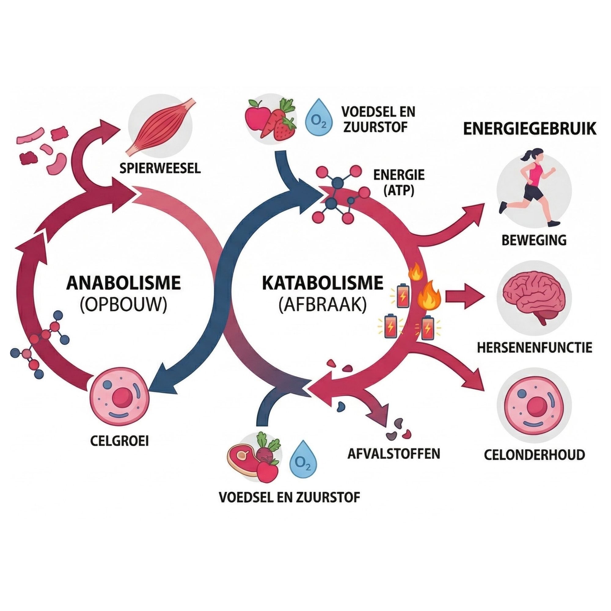 Metabolisme en hormonale balans herstellen orthomoleculair